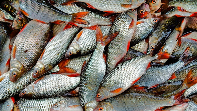 Declaran estado de emergencia en Volos, Grecia, por aparición de toneladas de peces muertos